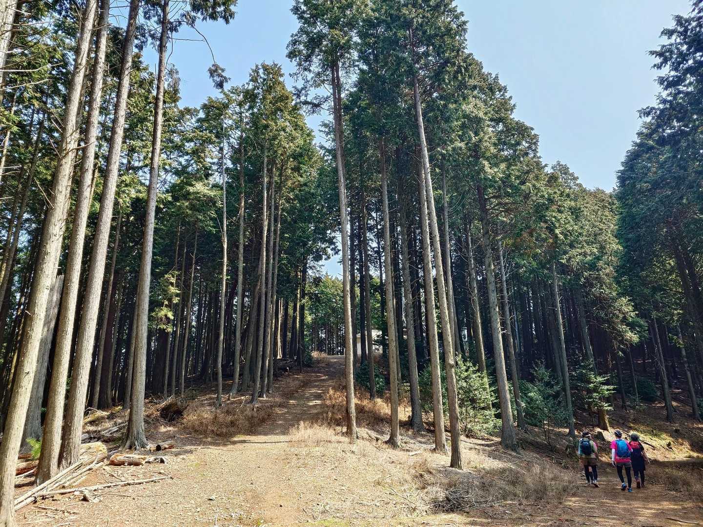 ピークをいくつか縦走ルートです⛰️