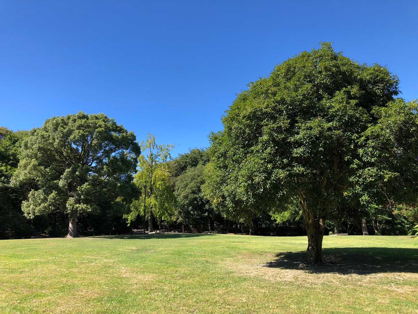 皇子が丘公園  綺麗な公園