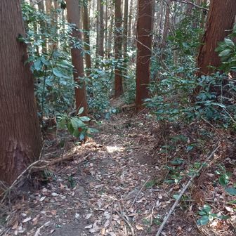 中沢峠を右👉へ

しばらくセブンサミッツと
同じコースが続きましたが、ここで離脱🙌

一気に人ゼロ😅

最初だけ少し荒れ気味でしたが途中から広い道でした🎵