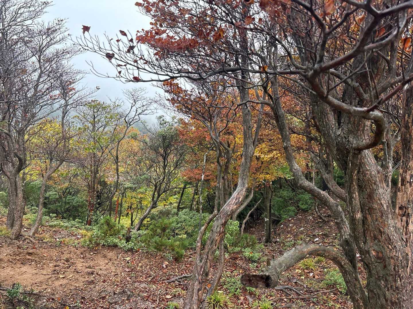 それでも、色付いた木々が…
あ、紅葉か！そうだよ！紅葉🍁の季節だ！
