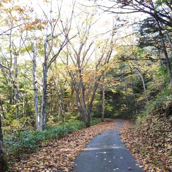 予定の駐車場ではなく、西登山口のちょっと下にあるところに🚗登山口までは舗装路