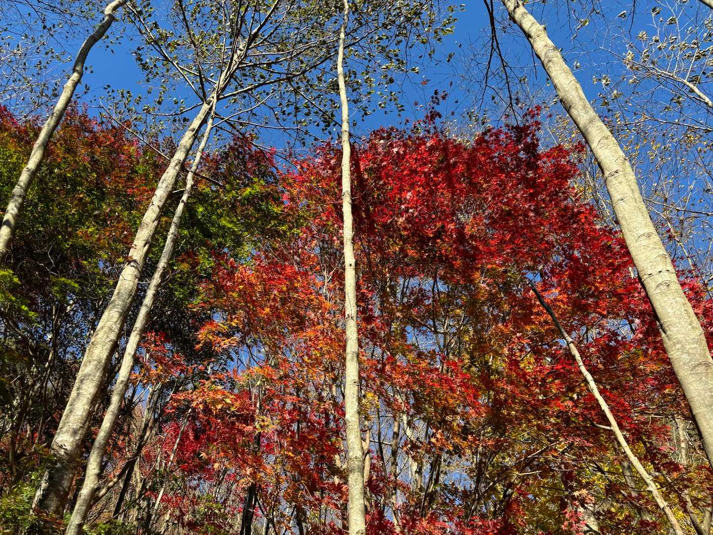 真っ赤だなぁ🍁🍁🍁🍁🍁