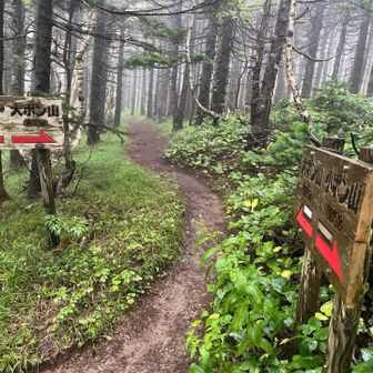 枝葉を横に広げないため、雨を和らげる効果は期待できず