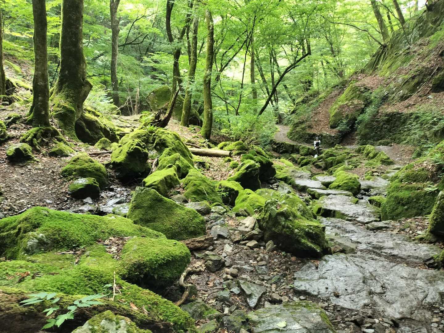 (・∀・)ｲｲ!!✨️
前回、5月に来ましたが
その時よりも更に緑が濃くて、生き活きとしています(*˘︶˘*).｡.:*♡
真夏の低山となりますが、ロックガーデンは、真夏がベストな気がします(*´ω｀*)