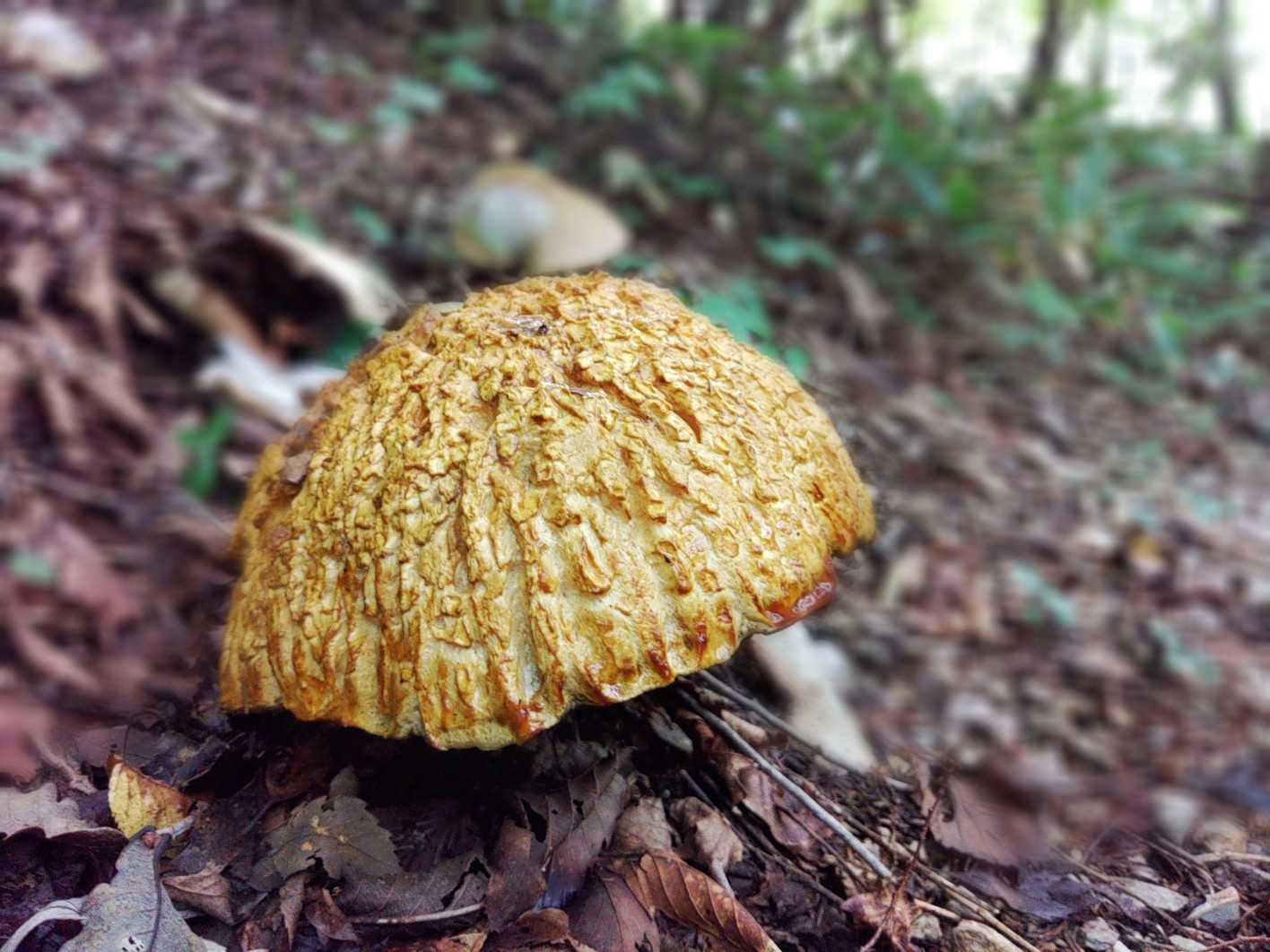 食べれそう⁉️