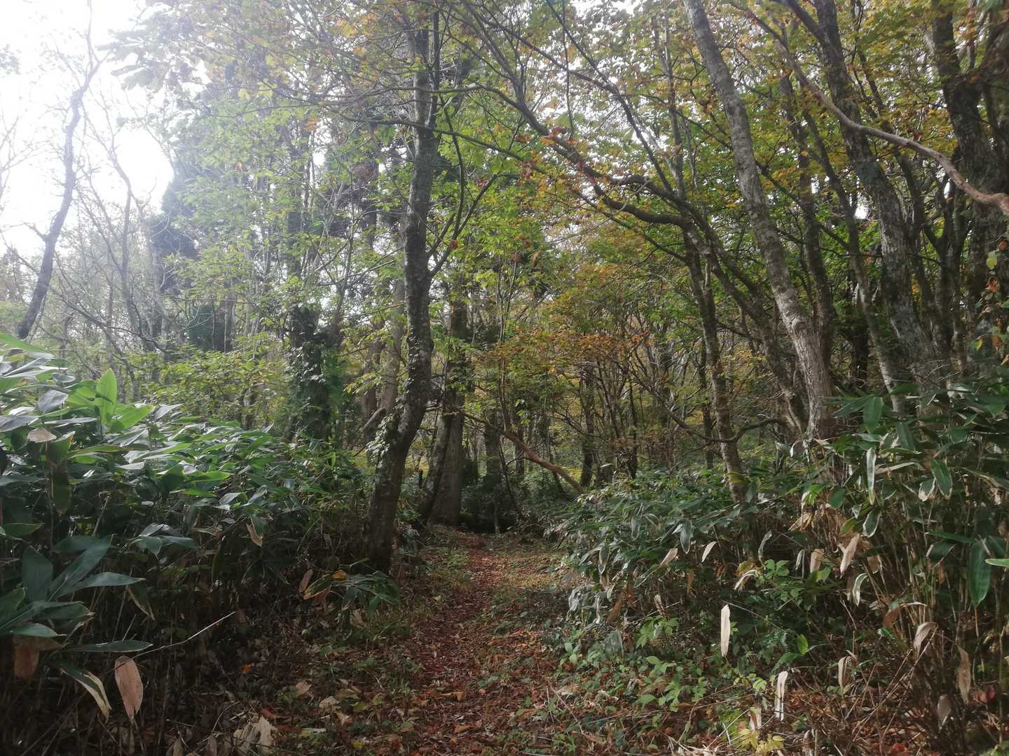 登山道
穏やかな道が続きます☺️