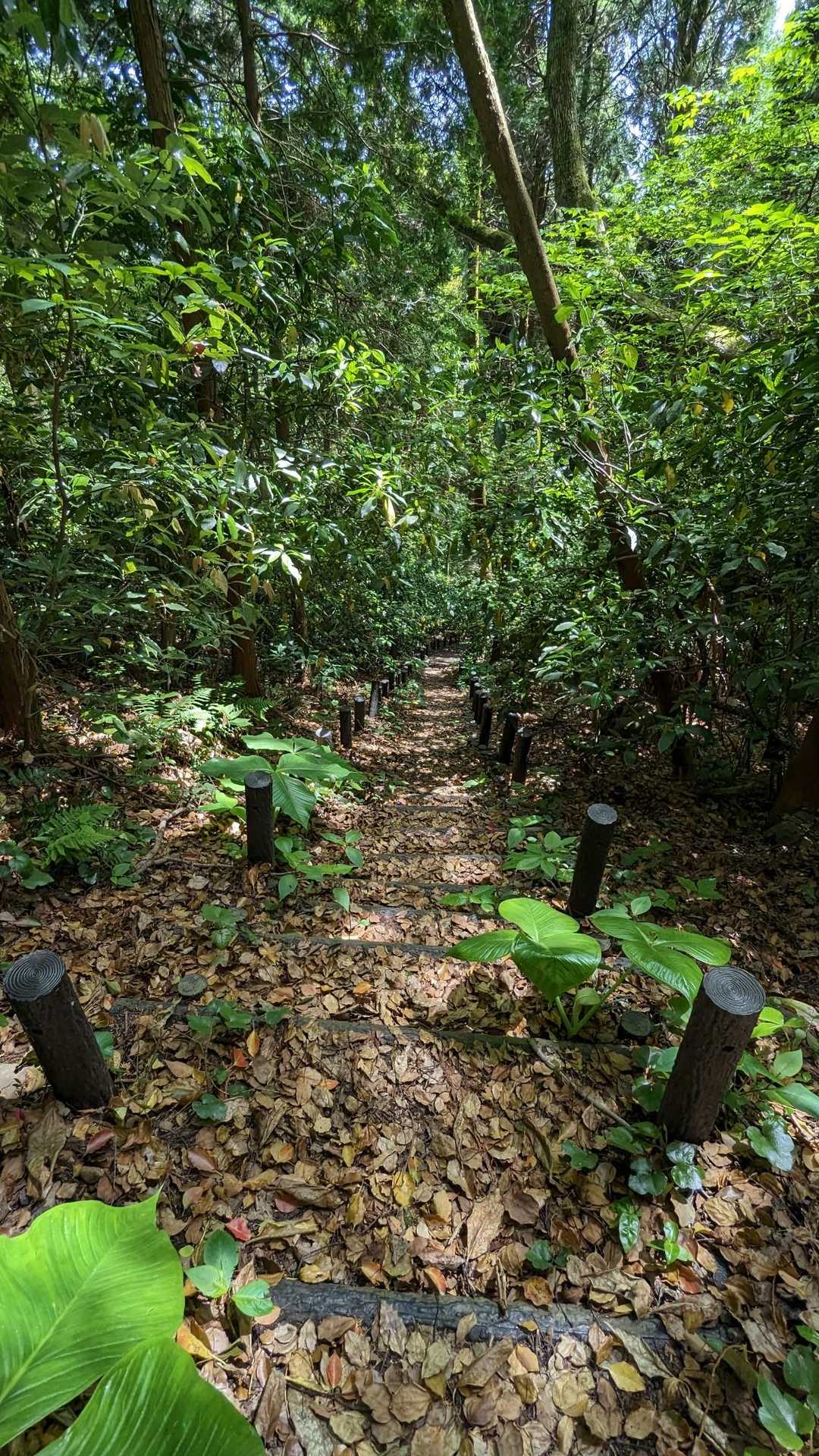 途中はこんな感じの道なので、虫の季節は…🕷