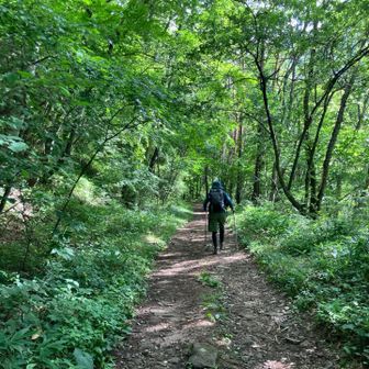 登山口からの林道はなだらかな道