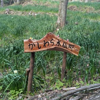 かしわら水仙郷