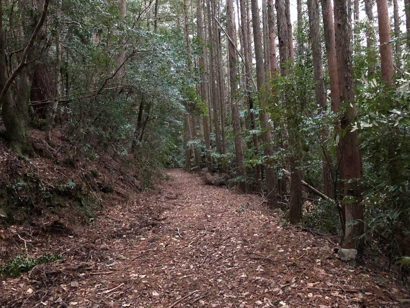 黒森山登山口-黒森山 往復コースの写真