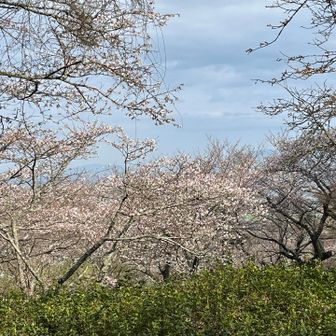 発心公園の桜🌸