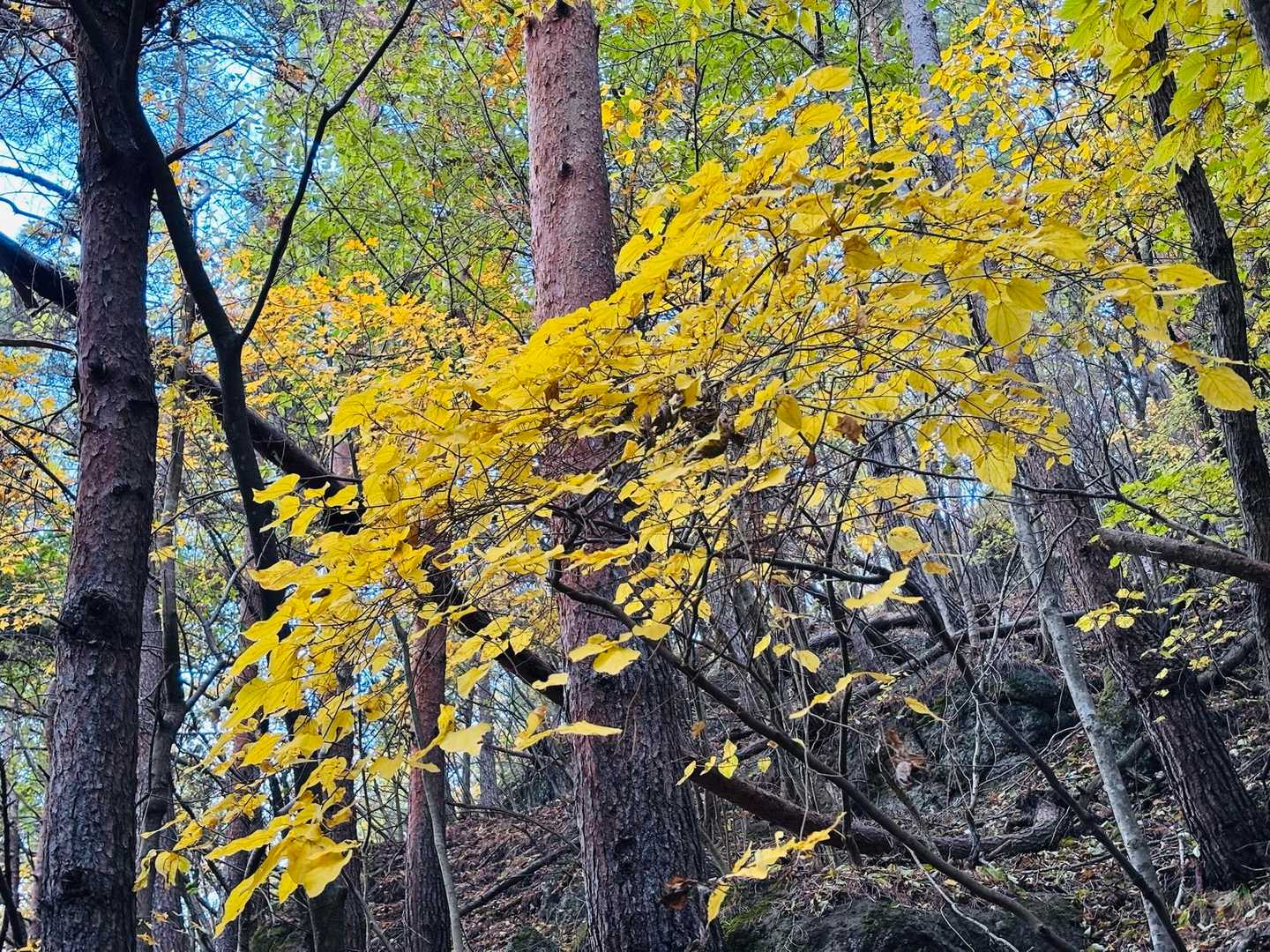 黄葉