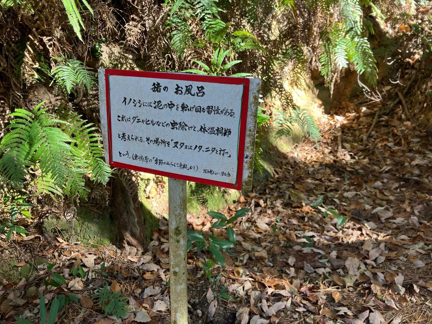 イノシシ🐗がいる❗️