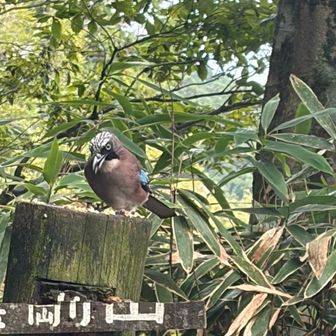 小鳥との交流場
夏だから誰も来てくれないかなぁと思いつつも行ってみるとカケスが来てくれた😄