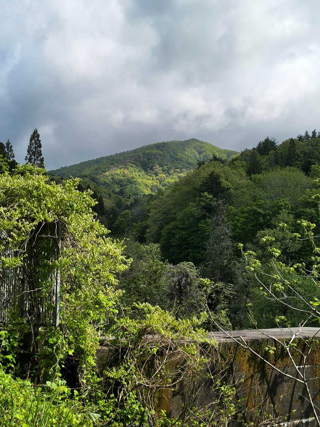 登る山が見えます！