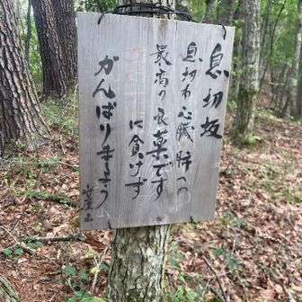 唐突に守屋山に入山しております🙏