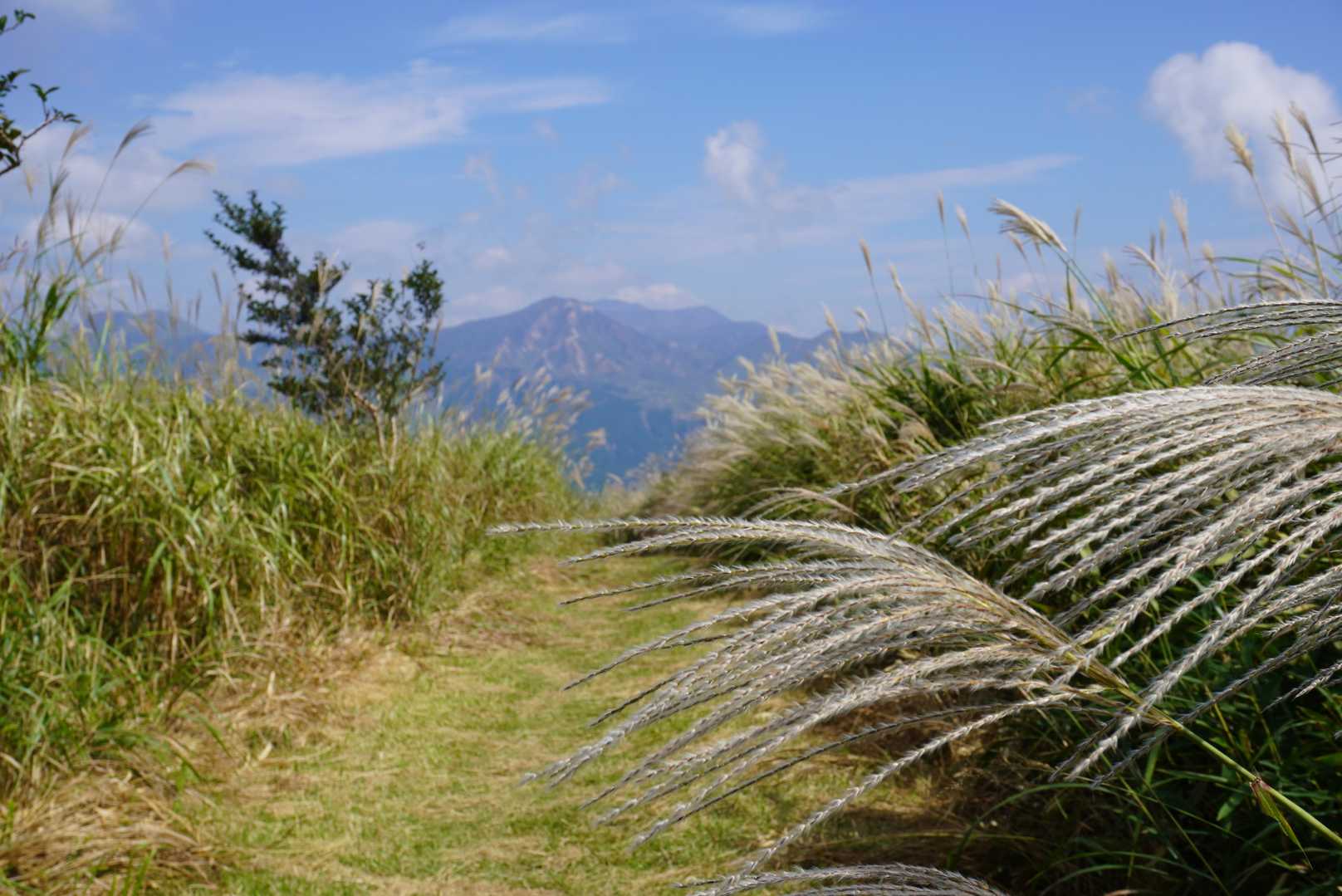 俵山往復 | 野焼きによって守られる美しい草原が魅力の爽やかハイキングコースの写真