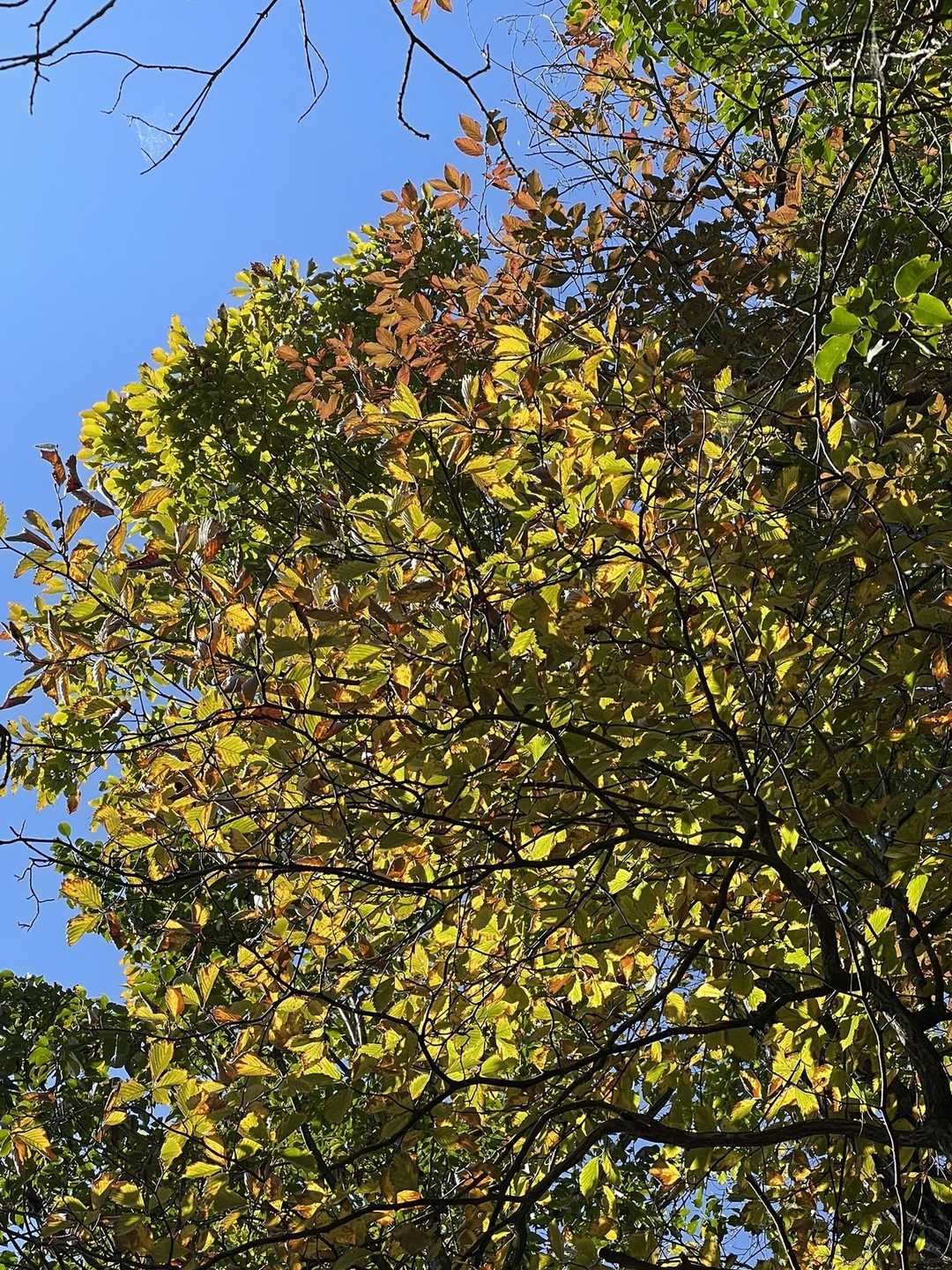 相戸岳ブルー💙に紅葉🍁✨