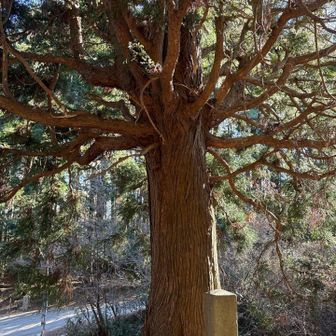 降りてからの一本杉峠！