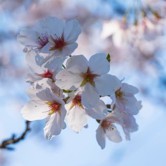 雨原登山口のソメイヨシノ。数は少ないものの、ちょうど見頃。