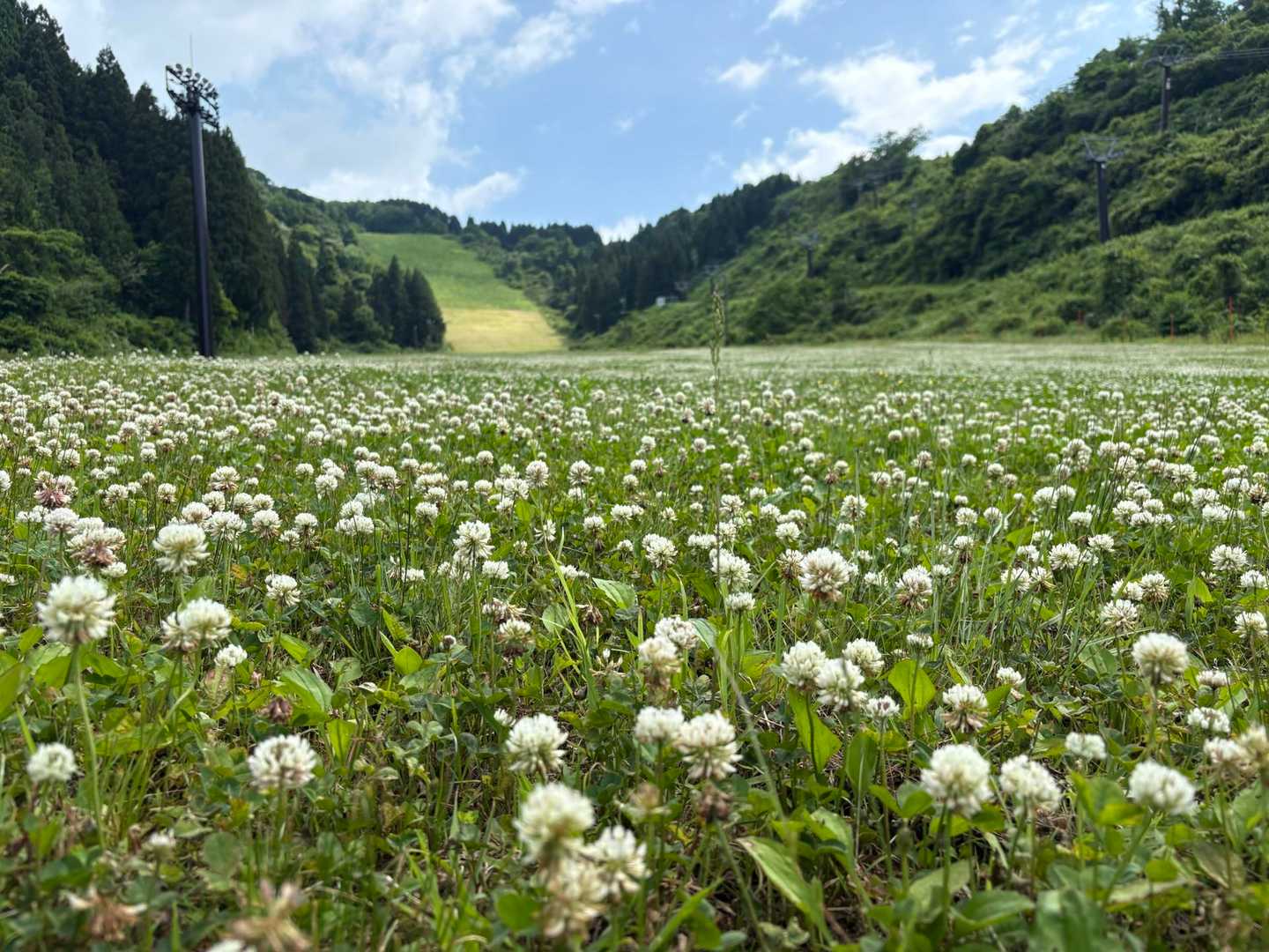 ゲレンデが、白い絨毯🤍