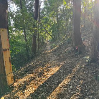 ここが登り口。