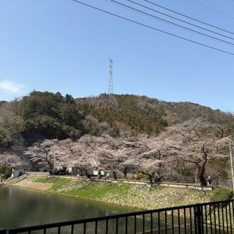 鎌北湖の桜も満開手前