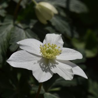 ラブといしちゃん