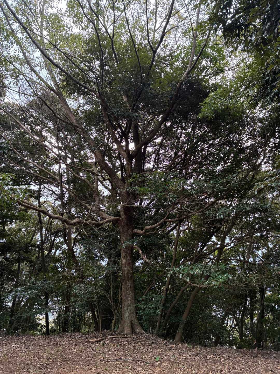 四方八方に自由に枝を伸ばしたクスノキ。