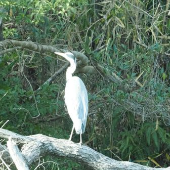道の駅からスタート
近くの池にアオサギ