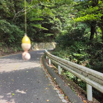 と、思ったら　クモの糸にぶら下がっていました