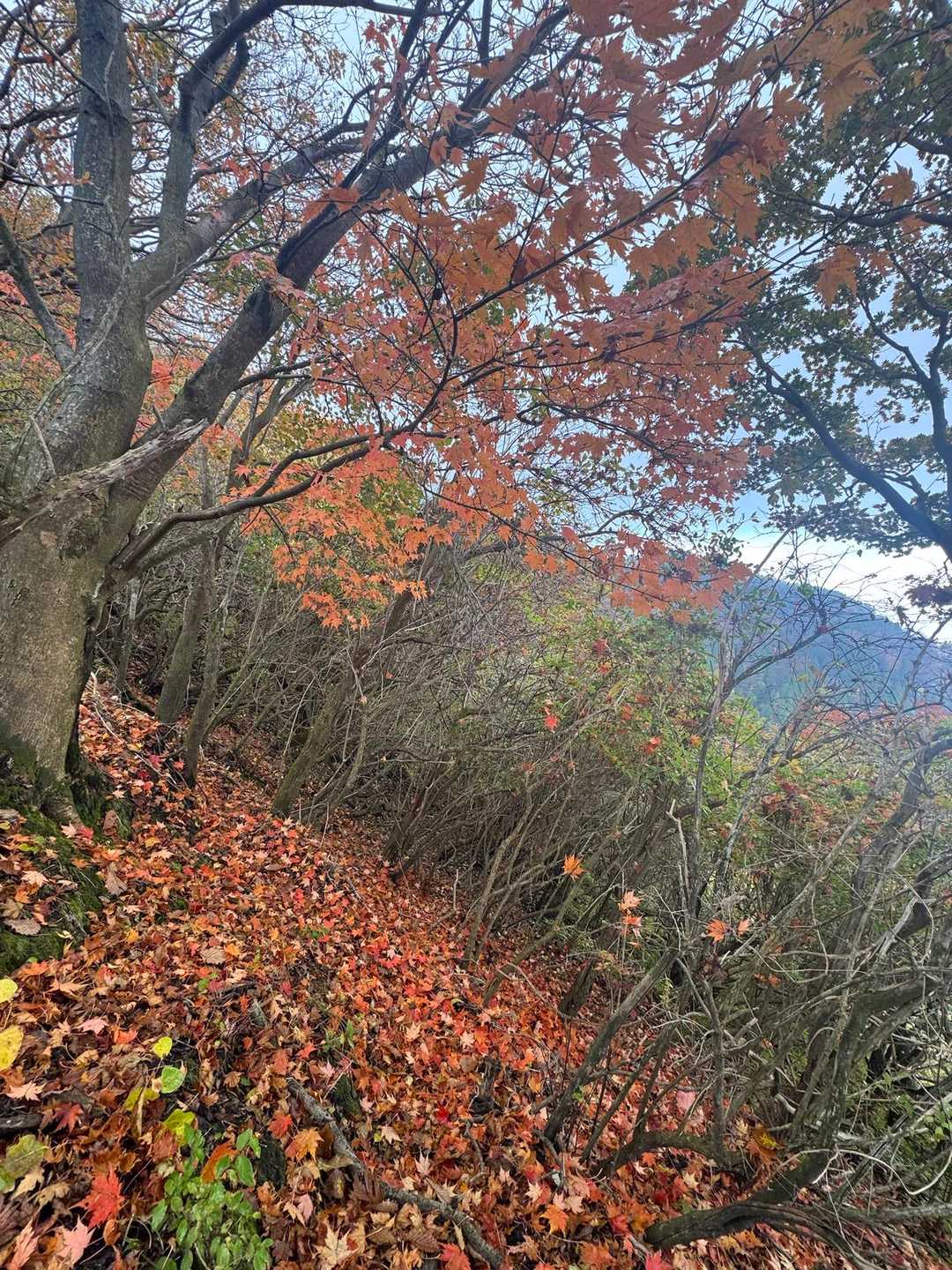 🍁