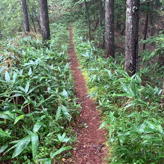 さとやますき。