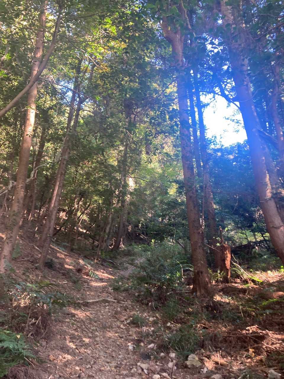 もう急登