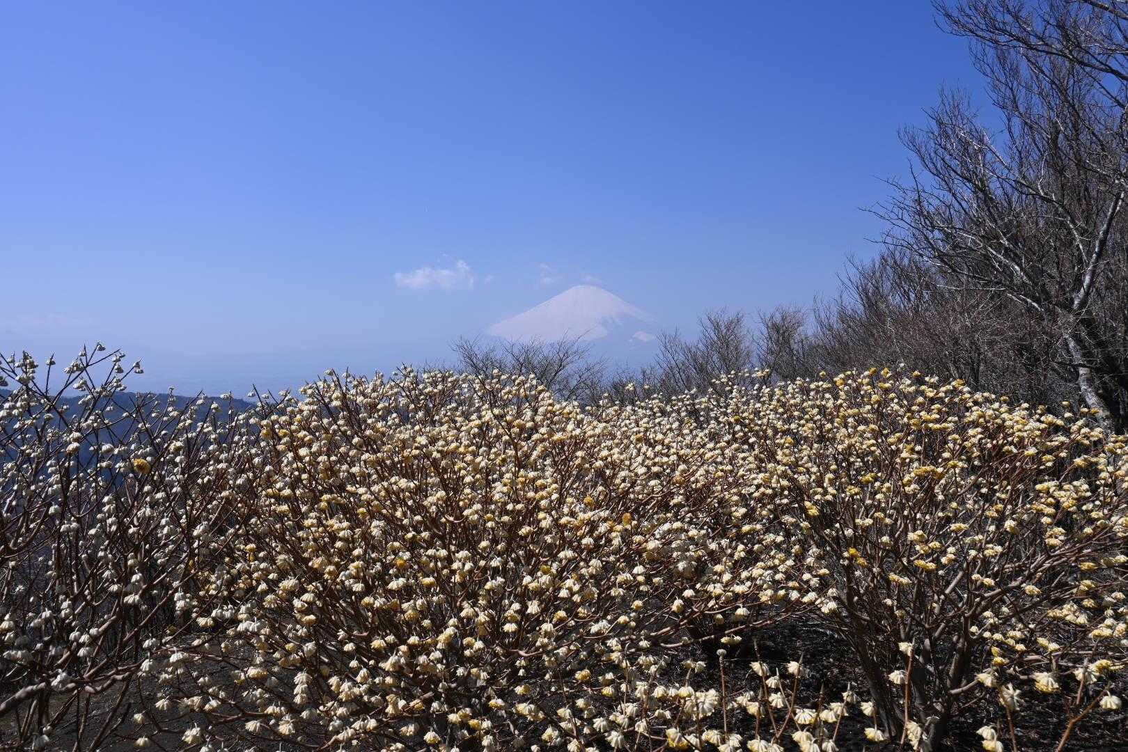 山頂の三又と富士山