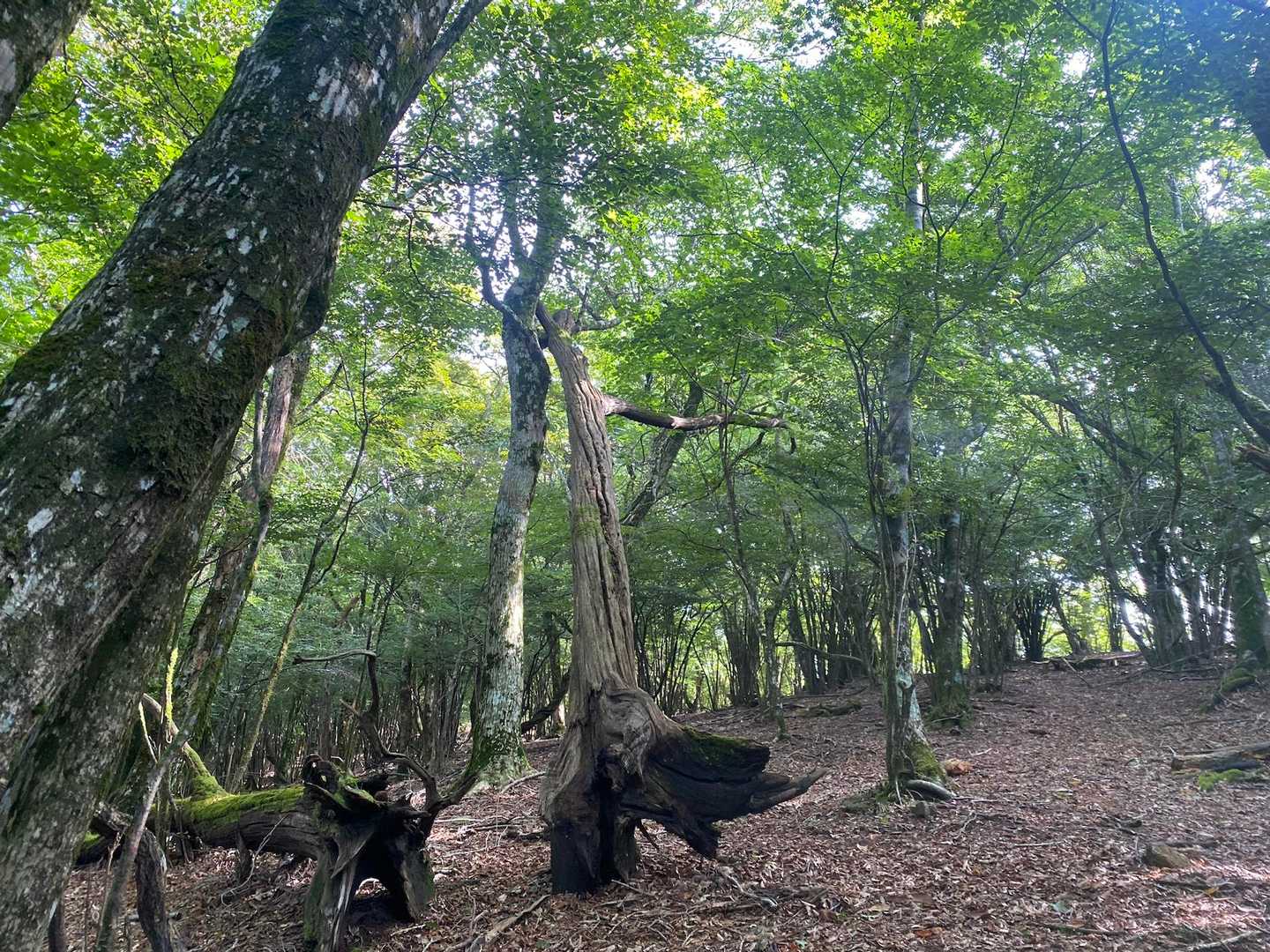 美しい森🌳☺️