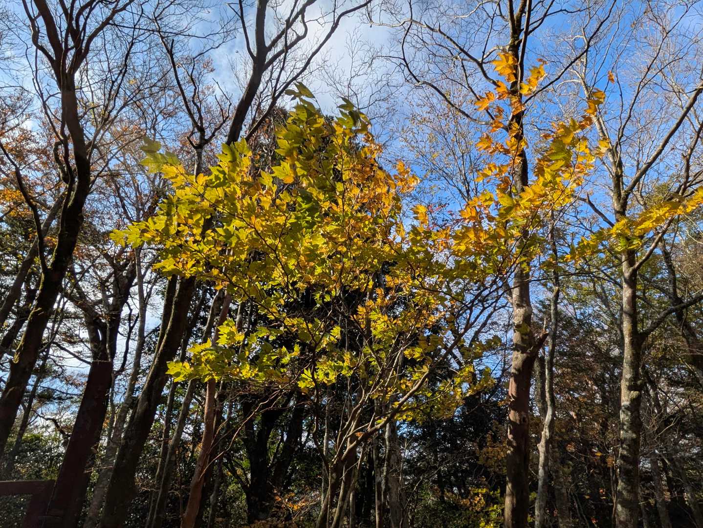下山しました＼(^o^)／