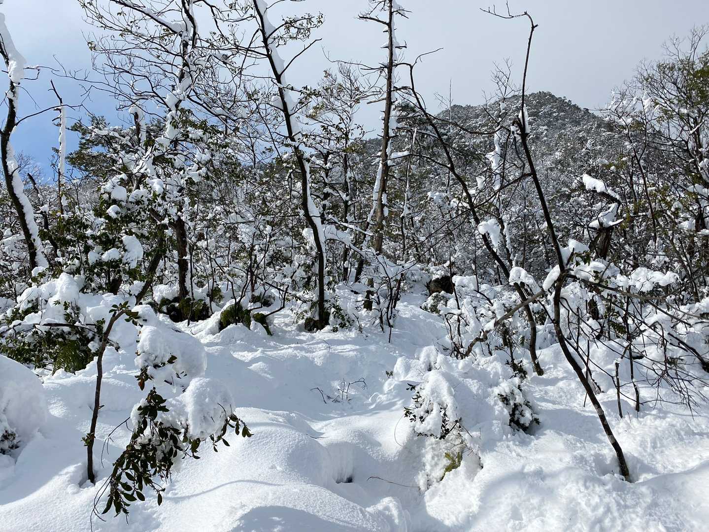 近江高島駅-音羽バス停-岳山-鳥越峰-見張山 縦走コースの写真