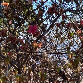 つつじが一輪🌺残ってた