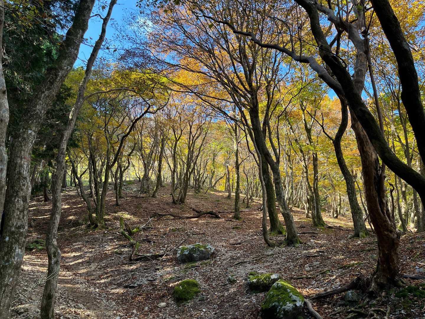 藤原岳登山口-藤原岳-天狗岩-聖宝寺 周回コースの写真
