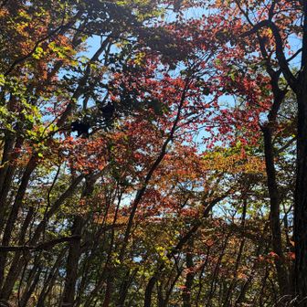 こっちはいい色🍁