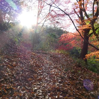 🍂🍃🍁に
覆われているので、
違う道みたい＾＾