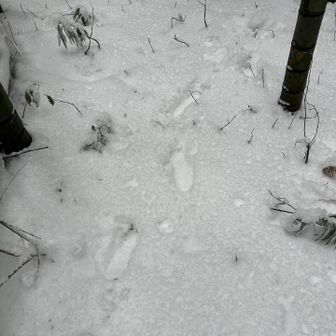 道ないところを進んできたので足跡辿って戻る