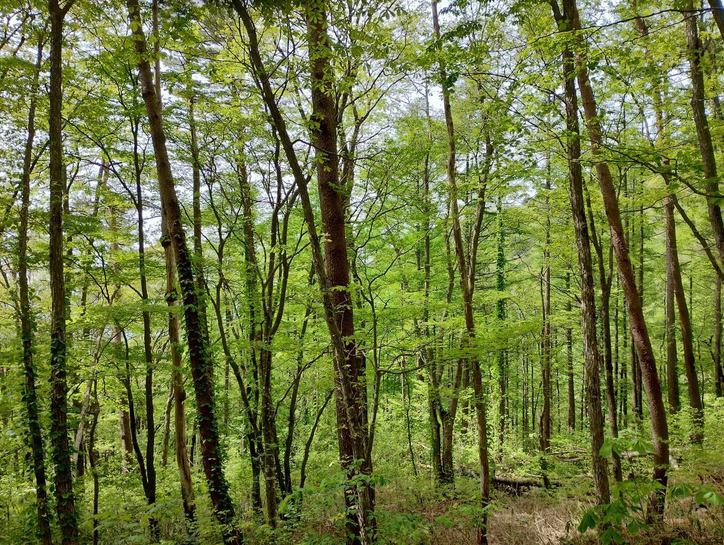 黒鼻山登山口-泉ヶ岳 縦走コースの写真