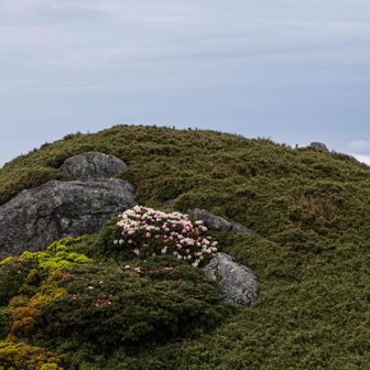 多分一番高いとこの石楠花