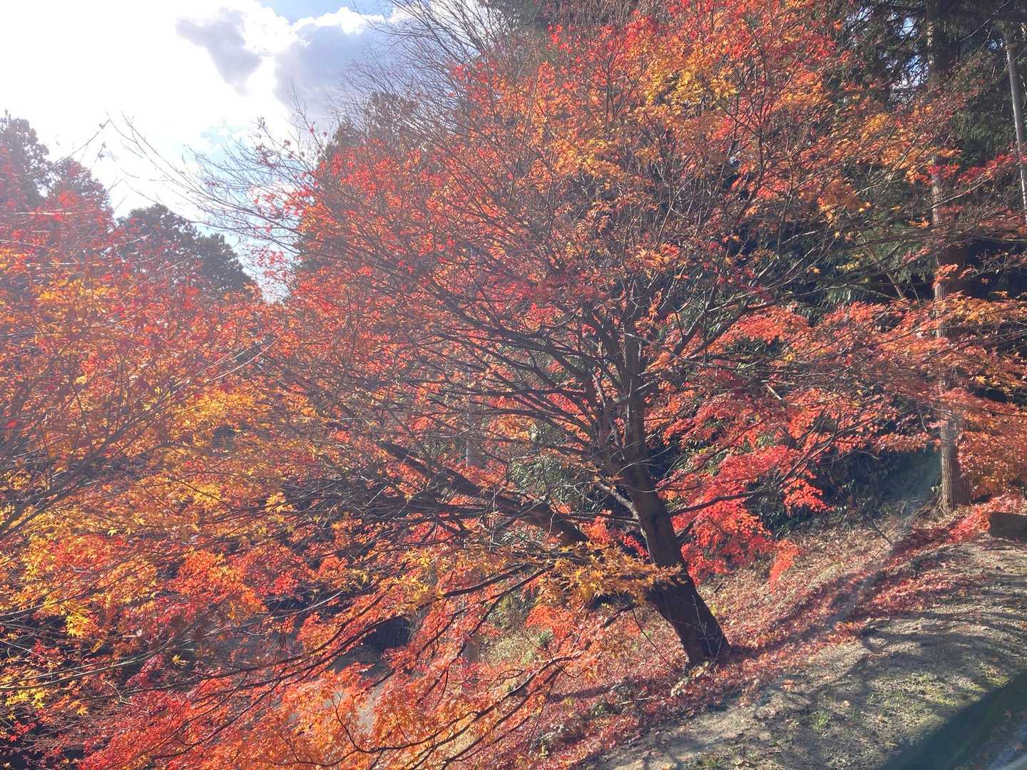 三の鳥居前のモミジが美しい。