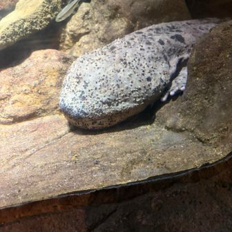 赤目滝水族館(旧日本オオサンショウウオセンター)
渓谷保全料（赤目渓谷入山含む） 1000円を払って進みます。
