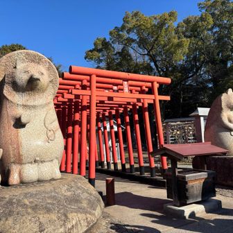 狛犬ならぬ狛狸☺️