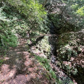 谷から噴き上げる風が心地よく感じる巻道を歩き、七ツ石小屋分岐まであと少しの木橋まできた。渡ると沢ではないが登山道に流れ落ちる場所があり、素早く抜ける様です。