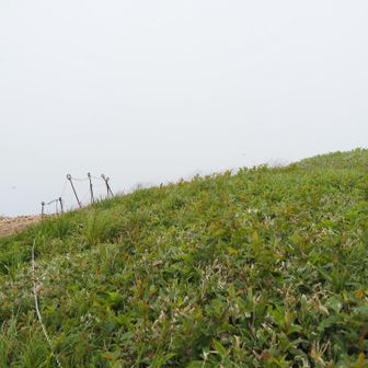 標識はないですがここが本当の巻機山の山頂